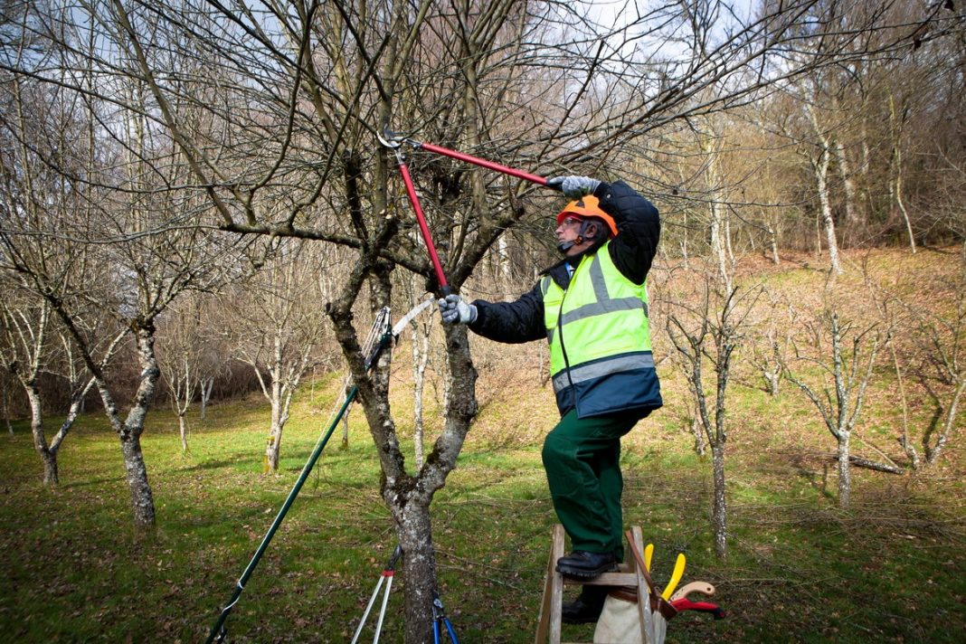 Élaguer les arbres pour les maintenir en bonne santé